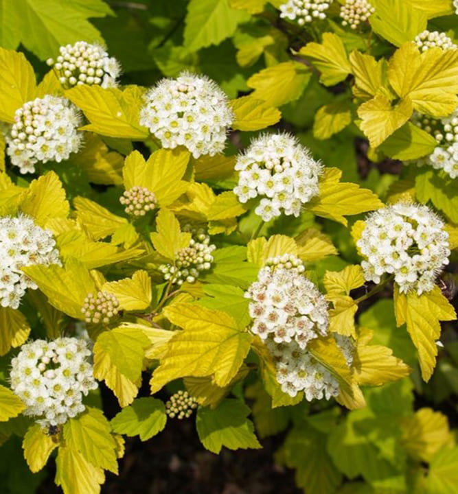 Fisocarpo (Physocarpus tine wine gold)