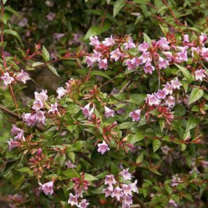 Abelia-Grandiflora