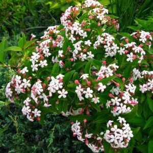 Abelia-Mosanensis