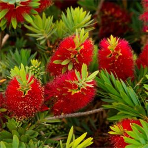 Callistemon-Laevis