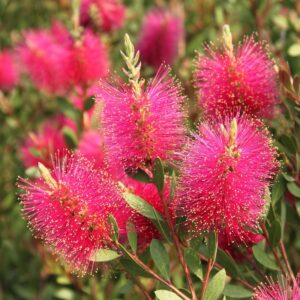Callistemon-Viminalis-Hot-Pink