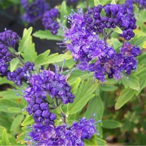 Caryopteris-Clandonensis-Grand-Blue