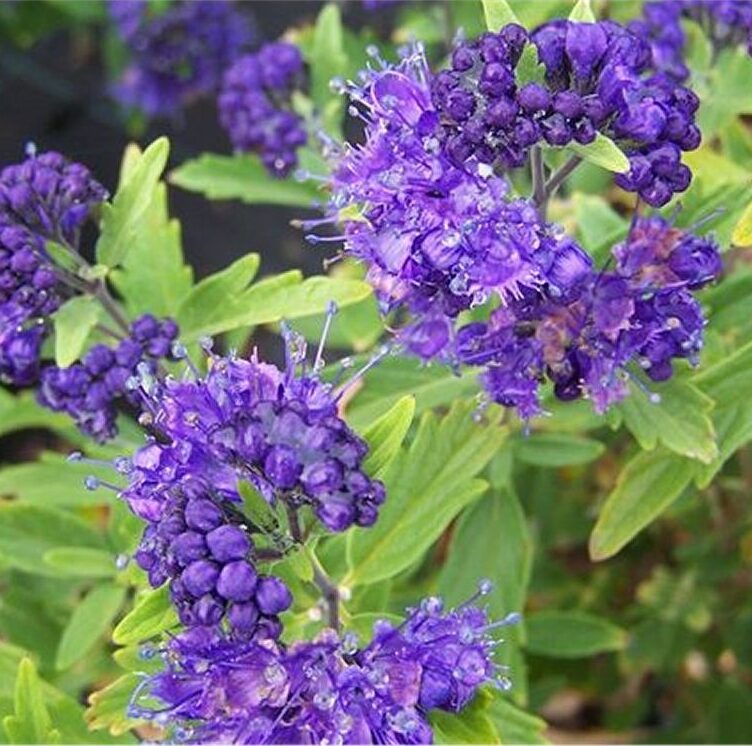 Caryopteris-Clandonensis-Grand-Blue