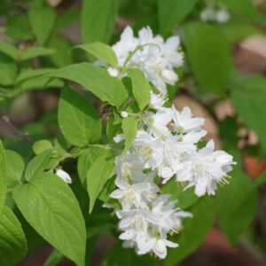 Deutzia-Gracilis
