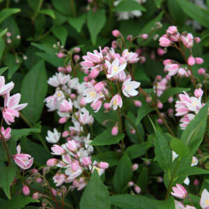 Deutzia-Yuki-Cherry