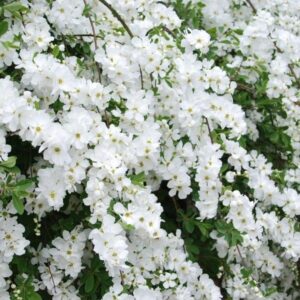 Exochorda-Racemosa-Niagara