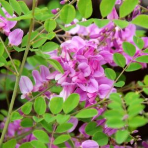 Indigofera-Kirilowii