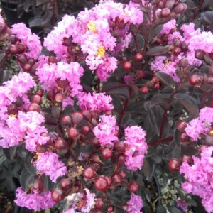 Lagerstroemia-Black Shell