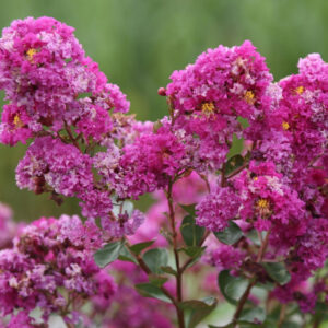Lagerstroemia-Indica-Pink-Velour