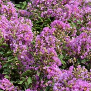 Lagerstroemia-Muskogee