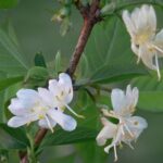Lonicera-Fragrantissima