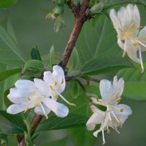 Lonicera-Fragrantissima