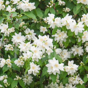 Philadelphus-Avalanche