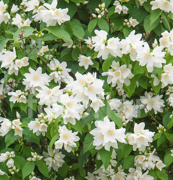 Philadelphus-Avalanche