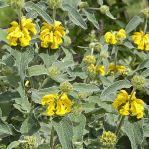 Phlomis Fruticosa - Salvione