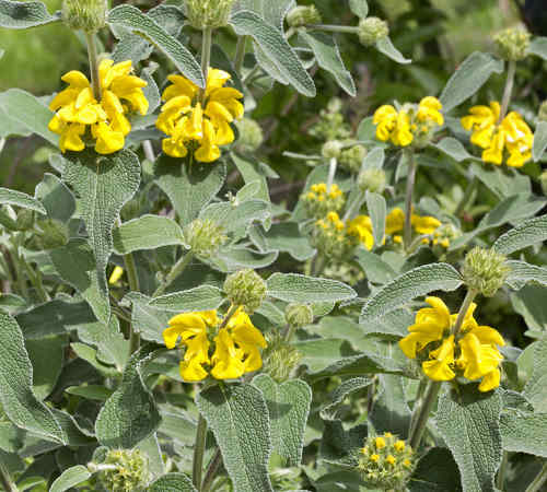 Phlomis Fruticosa - Salvione