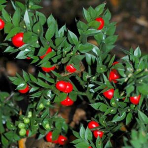 Ruscus-Aculeatus