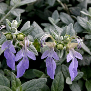 Teucrium-Fruticans