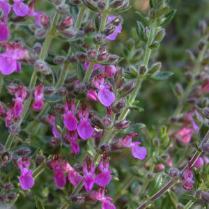 Teucrium-Lucidrys