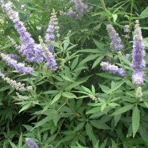 Vitex-Agnus-Castus