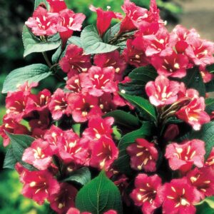 Weigela-Bristol-Ruby