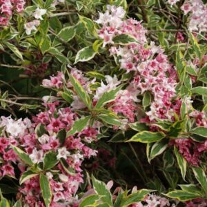 Weigela-Florida-Variegata