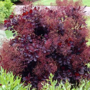 Cotinus coggygria "royal purple"