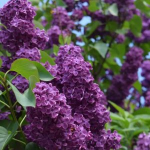 Lillà (Syringa vulgaris)
