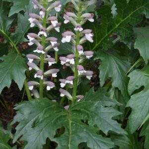 Acanthus-Mollis