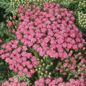 Achillea-Pink-Grapefruit