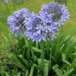 Agapanthus-Peter-Pan