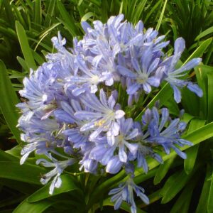 Agapanthus-Umbellatus