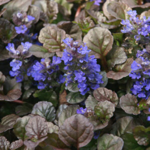 Ajuga-Black-Scallop