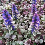 Ajuga-Reptans-Burgundy