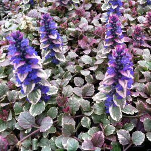 Ajuga-Reptans-Burgundy