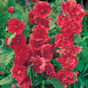 Alcea-Rosea-Charters-double-red