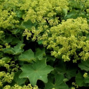 Alchemilla-Mollis