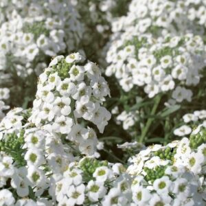 Alyssum-Maritimum