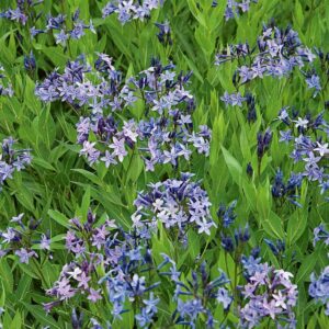 Amsonia-Blu-Ice