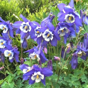 Aquilegia-Caerulea-Blue-Star