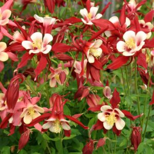 Aquilegia-Caerulea-Red-Hobbit