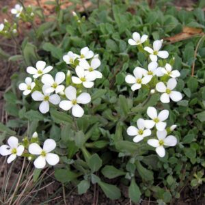 Arabis-Caucasica