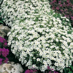 Arenaria-Montana