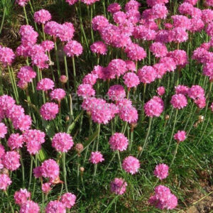 Armeria-Marittima