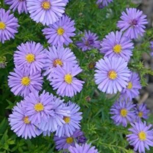 Aster-Dumosus
