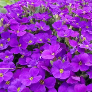 Aubretia-Cascade