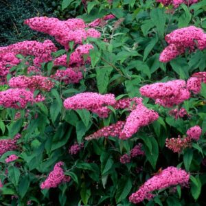 Buddleja Davidii
