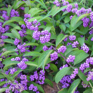 Callicarpa-Imperial-Pearl