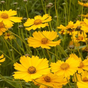 Coreopsis-Grandiflora-Flying-Sourcers