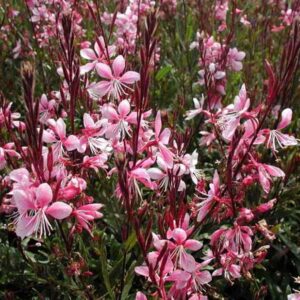 Gaura-Lindheimeri-Rossa